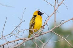 Ploceus cucullatus bohndorffi