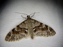 Trichopteryx terranea