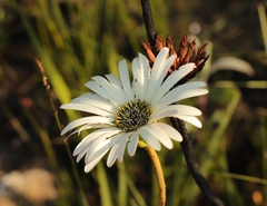 Gerbera linnaei