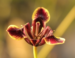 Moraea lurida