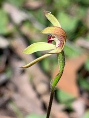 Caladenia transitoria