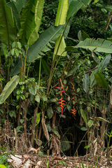 Heliconia pogonantha