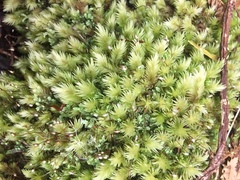 Leucobryum javense