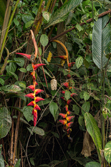 Heliconia pogonantha