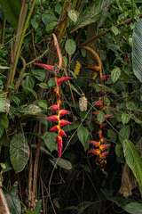 Heliconia pogonantha