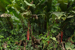 Heliconia pogonantha