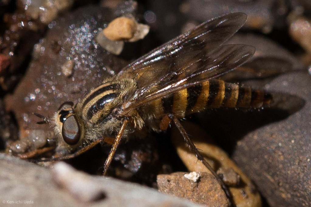 Thereva fucatoides