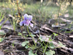 Viola hederacea