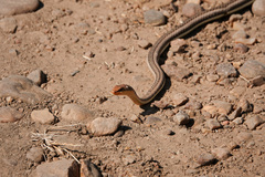 Psammophis jallae