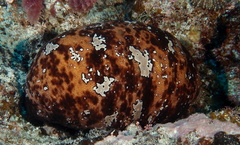 Actinopyga lecanora