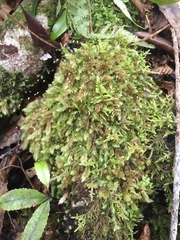 Leucobryum javense