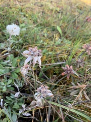 Leontopodium jacotianum