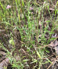 Vittadinia