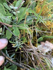 Leontopodium jacotianum