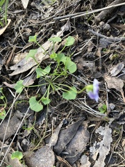 Viola hederacea