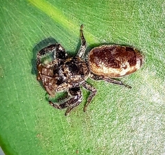 Bryantella