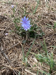 Cichorium
