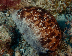 Actinopyga lecanora