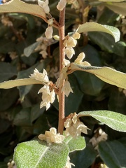 Elaeagnus pungens