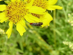 Acmaeodera haemorrhoa