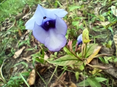 Torenia siamensis