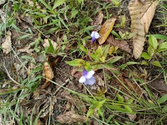 Torenia siamensis