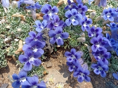 Aptosimum procumbens