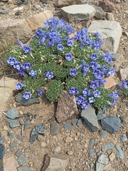 Aptosimum procumbens