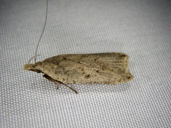 Dichomeris atomogypsa