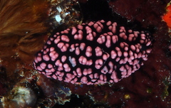 Nudibranchia