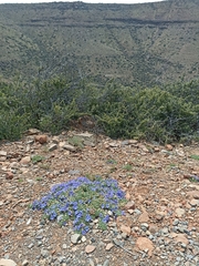 Aptosimum procumbens