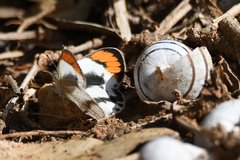 Colotis euippe omphale