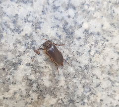 Cebrio fabricii