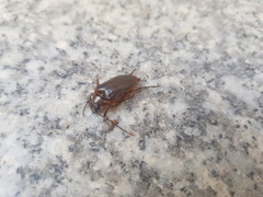 Cebrio fabricii