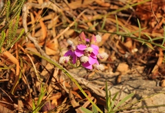 Polygala bracteolata