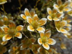 Saxifraga bryoides