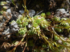 Saxifraga bryoides
