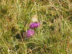 Argynnis niobe
