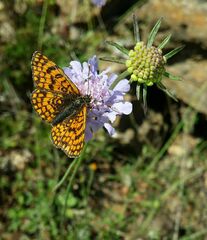 Melitaea celadussa