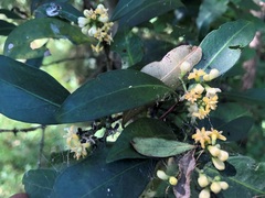 Triflorensia cameronii