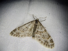 Trichopteryx fastuosa