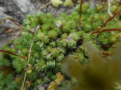 Saxifraga bryoides