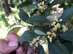 Triflorensia cameronii