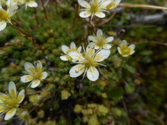 Saxifraga bryoides