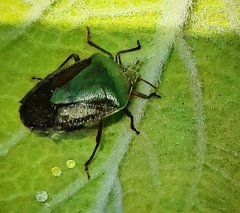 Pentatomidae