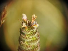 Euphrasia officinalis