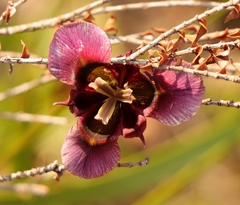 Moraea lurida