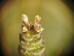 Euphrasia officinalis
