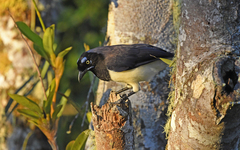 Cyanocorax affinis