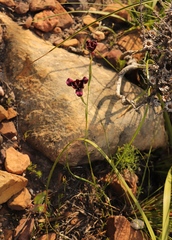 Moraea lurida